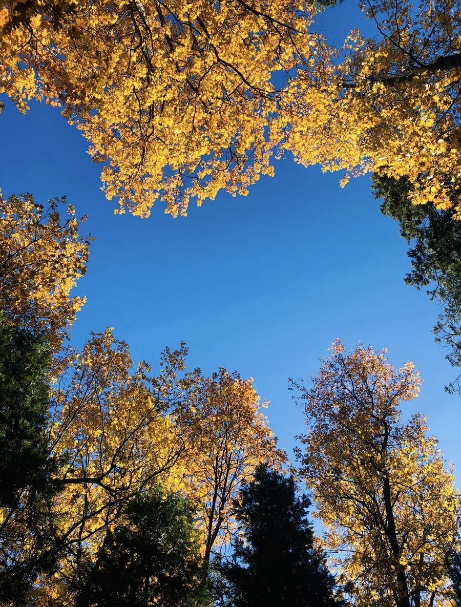 Autumn Canopy — some afternoons are worth stopping for.