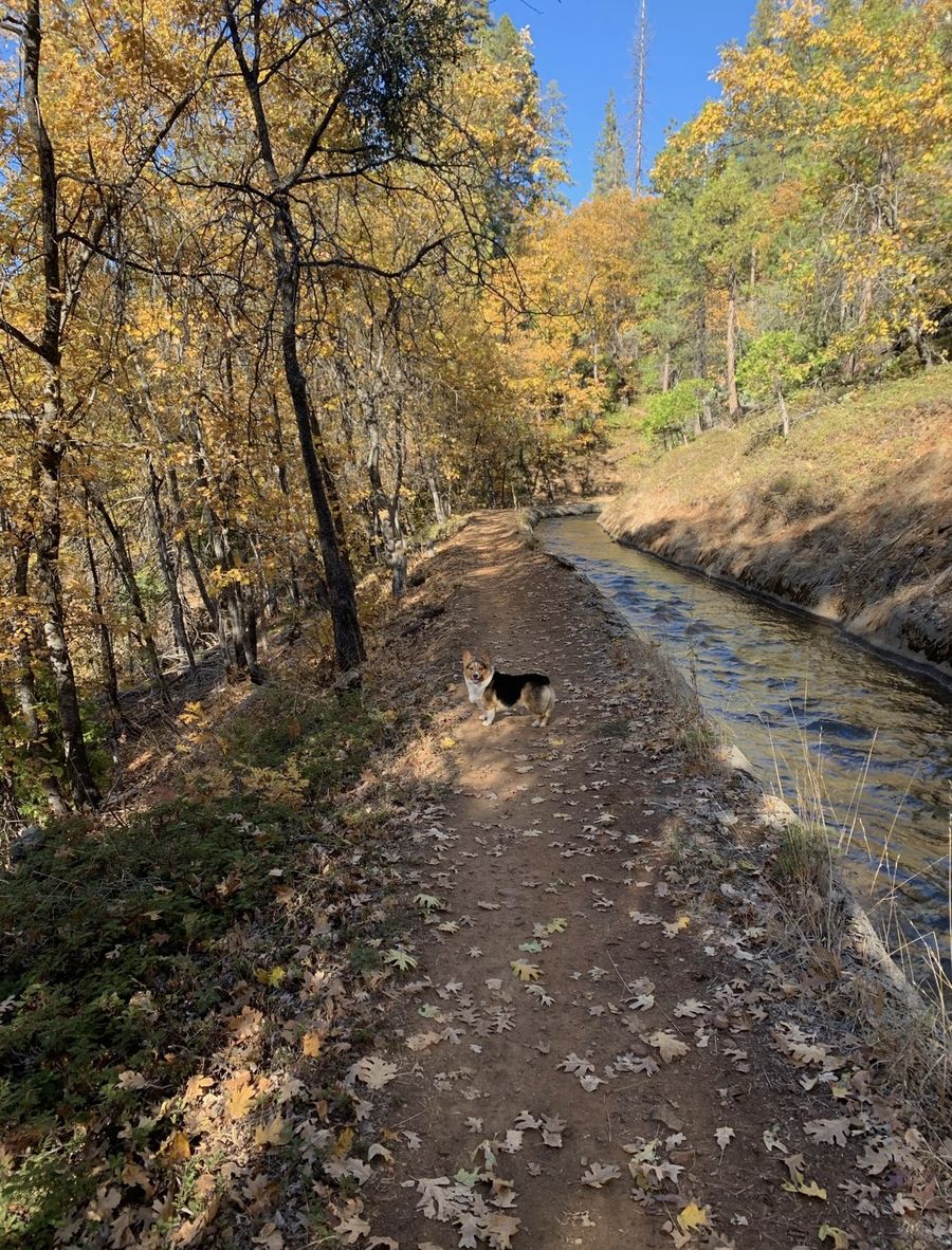 The Ditch Trail — one of Cedar Ridge's favorite walks, where the historic irrigation ditch winds quietly through the forest.